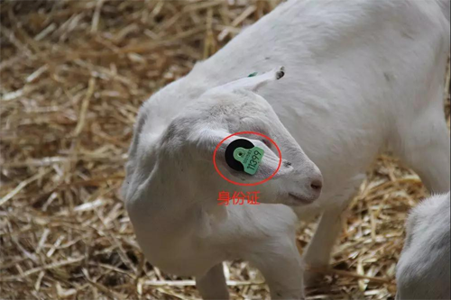 全球聚焦！中國國際進口博覽會倒計時6天，澳優(yōu)將攜這兩大明星品牌亮相5