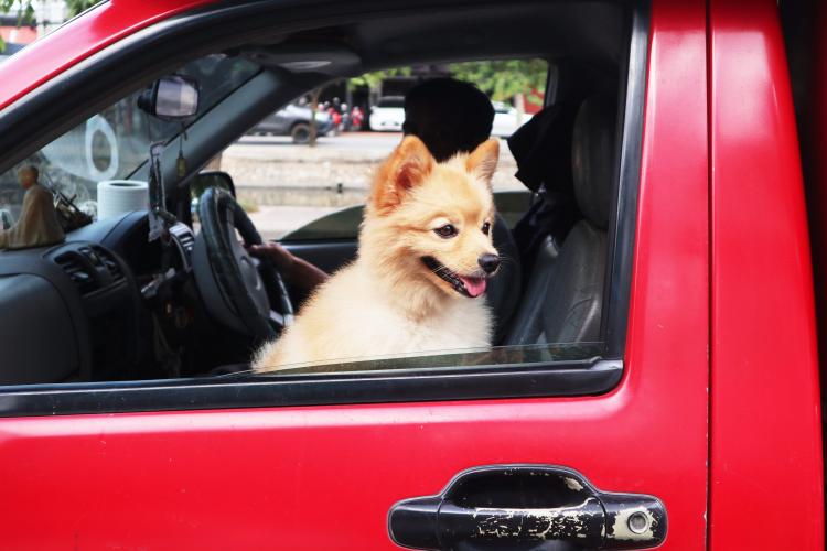 千億元級(jí)寵物市場(chǎng)，哪類人群在為愛(ài)寵買單？