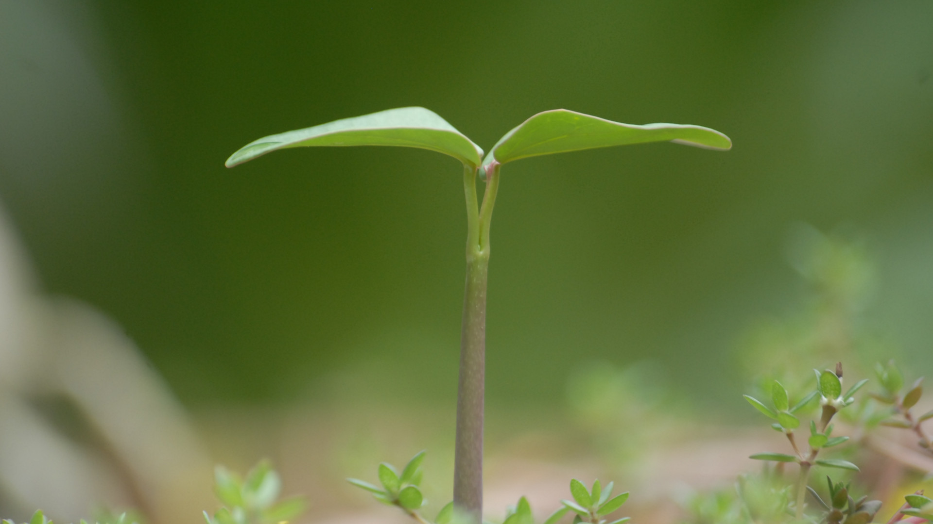想讓孩子長高？綜合干預(yù)很重要