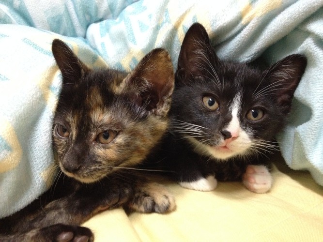 懷孕真的要將寵物送走嗎？