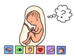 孕媽吃哪類食品 會影響胎兒腦組織的血液供應？