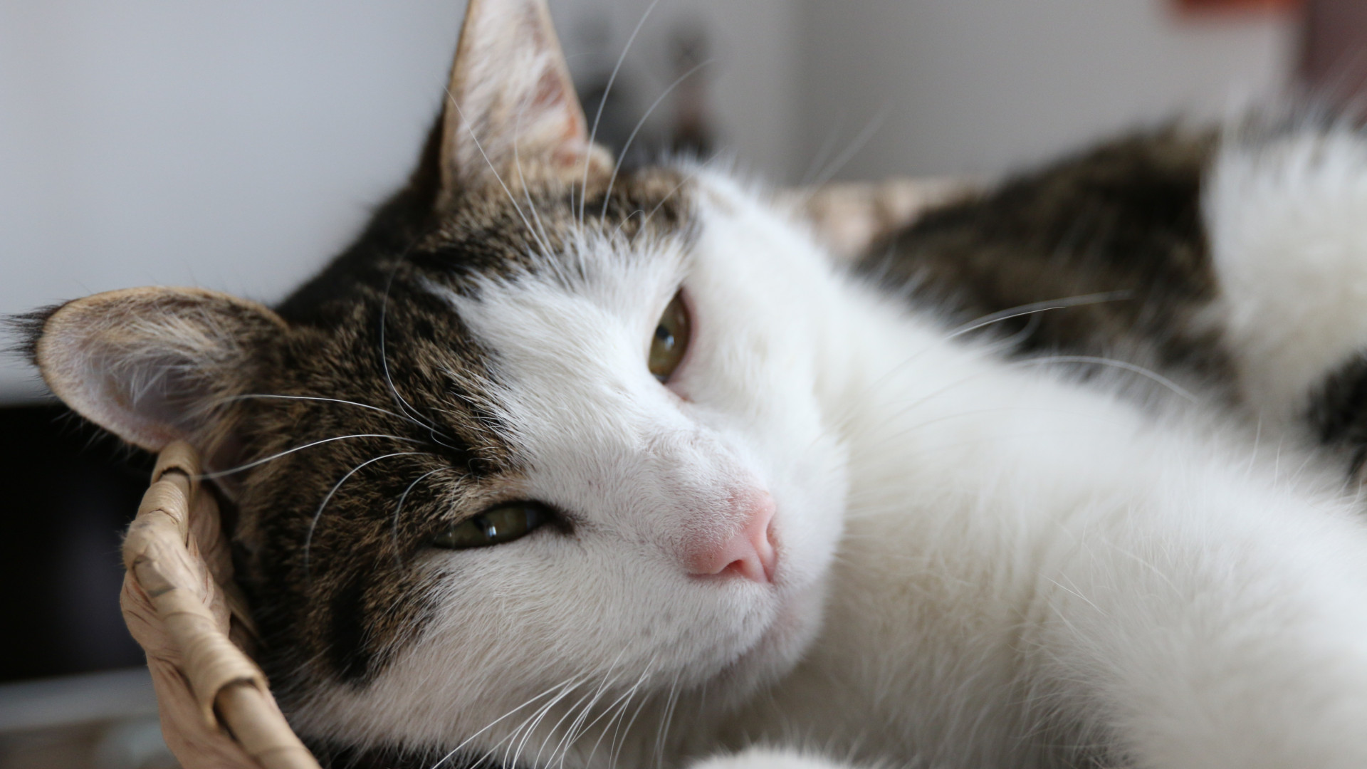 寶爸的育兒假離我們還有多遠？