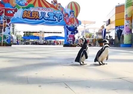 武漢歡樂谷有兩只企鵝游客玩嗨了 疫情憋壞的不只是我們