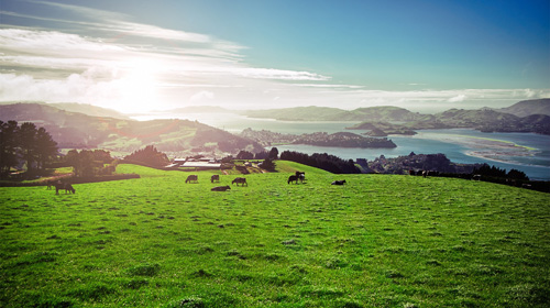 目前很火的草飼奶粉究竟好在哪里？帶你解密高培臻愛草飼奶粉