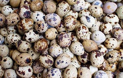 秋天不能錯過的三種食材，潤躁養(yǎng)胃強身健腦