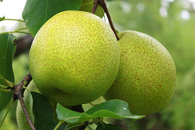 秋天到了，怎樣給孩子正確吃梨？