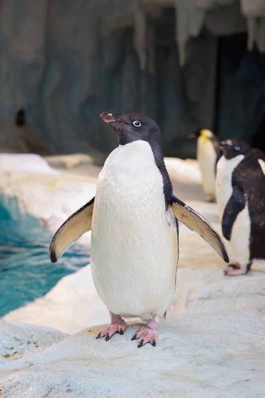 企鵝意識(shí)日：長(zhǎng)隆新生小企鵝學(xué)游泳吃小魚(yú)兩不誤