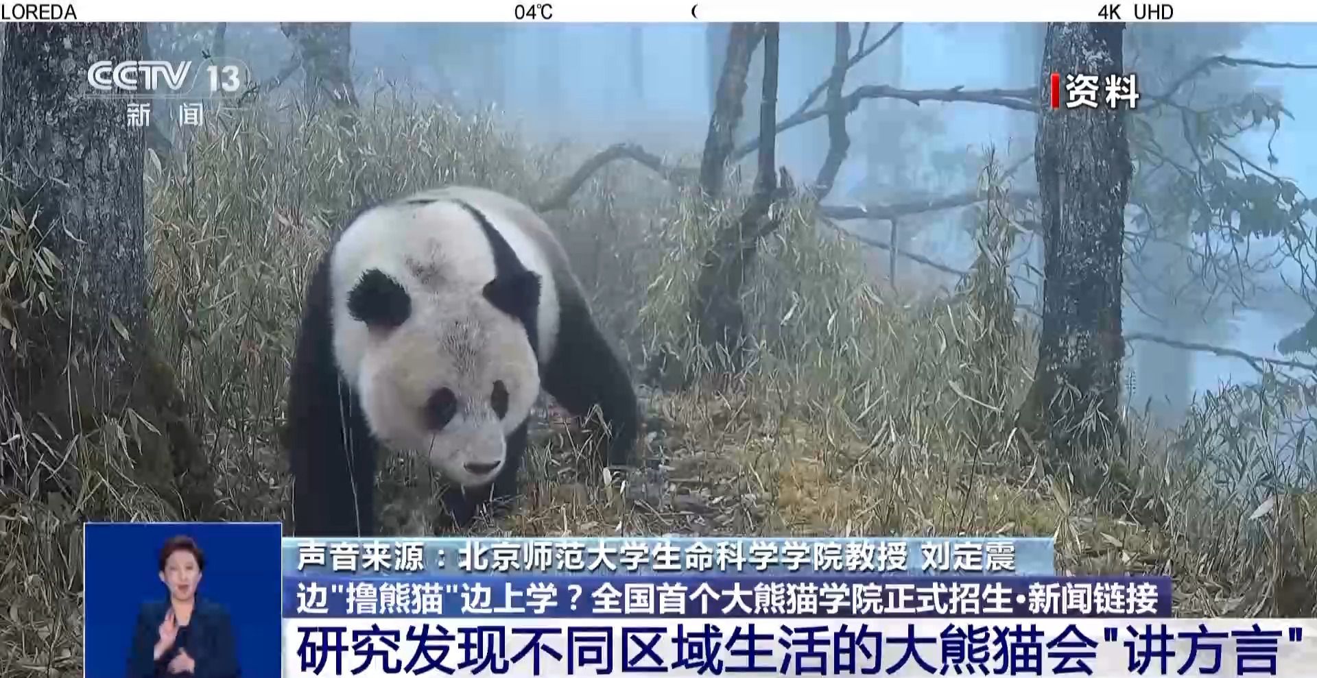 邊“擼熊貓”邊上學(xué)？全國首個(gè)大熊貓學(xué)院正式招生啦